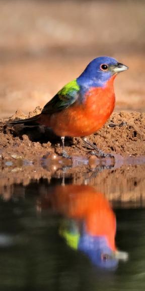 painted-bunting-reflection